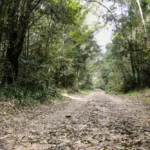 Africa-Twin-Adventures-Kysna-Forrest-Leafy-Road (1)