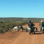 Africa-twin-Adventures-Goats-at-Kagga-Kamma