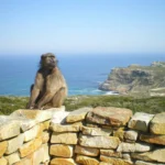 Cape-Point_baboon