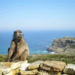 Cape-Point_baboon-2