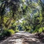 Knysna-Forest (1)