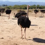 ostriches (1)