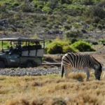 sanbona_game_drive (1)