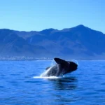 whalepic