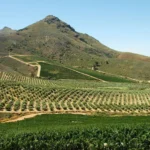 winelands-1